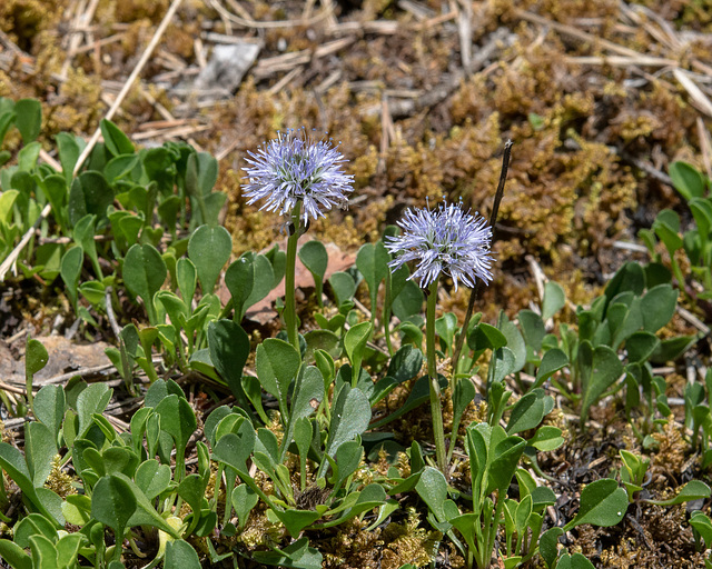 Globularia cordifolium, Herzblätterige Kugelblume - 2017-06-01_D500_DSC1771