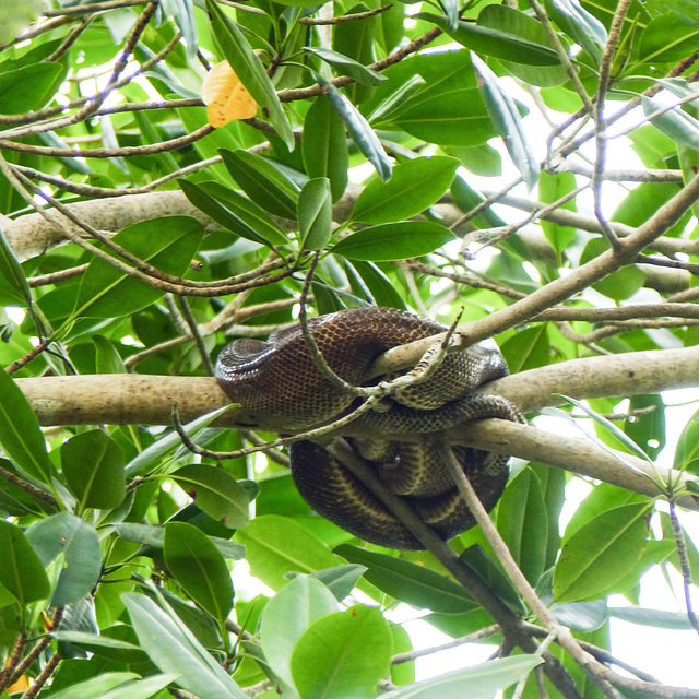 (Ruschenberger?)Tree Boa, Caroni Swamp, Trinidad