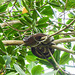(Ruschenberger?)Tree Boa, Caroni Swamp, Trinidad