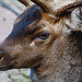 Albania, Llogara, Sika Deer Portrait