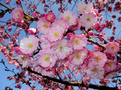 BELFORT: Fleurs de cerisiers 01