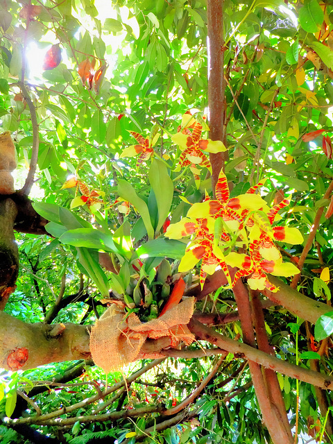 Orchids. ©UdoSm