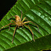 Spider Colombian Amazon San Martin de Amacucya August 2018