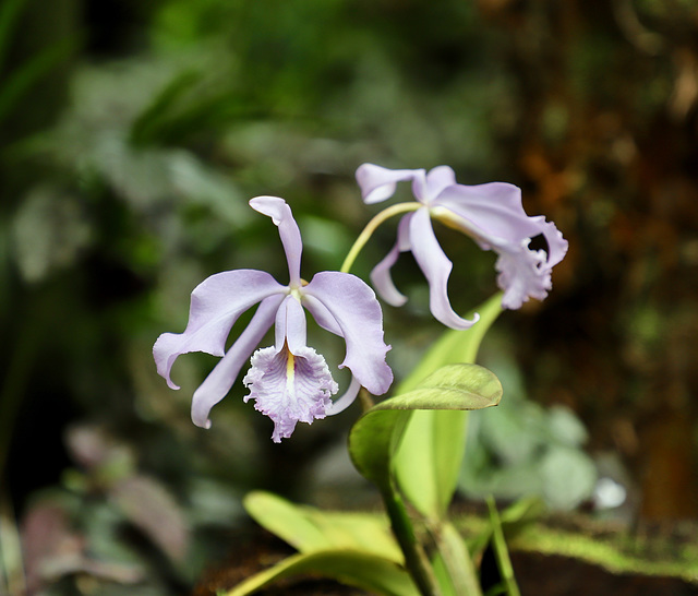 IMG 4428-Quelques orchidées