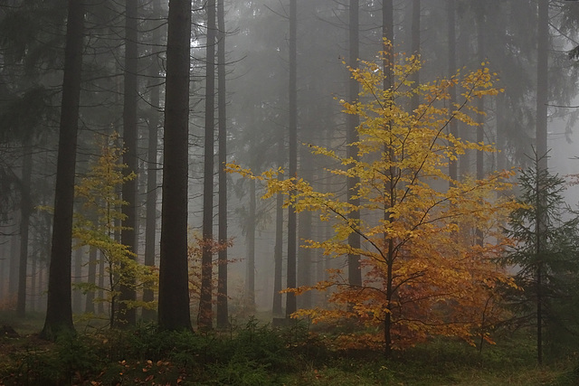 Happy Foggy Forest