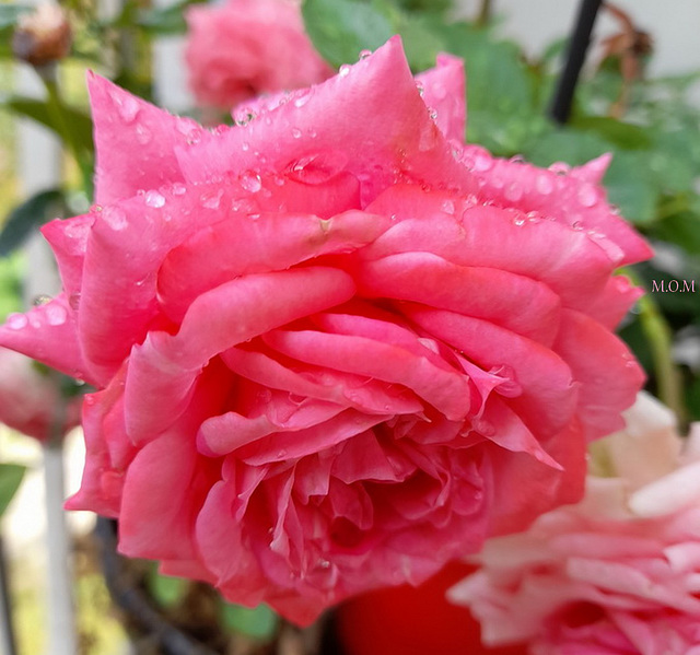 Ma rose emperlée**************de pluie pour vous et tous ceux qui souffrent!
