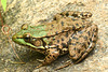 Another frog_ DSC 6073