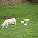 The White Family near Hollies Farm