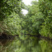 Boat ride to see Scarlet Ibis, Caroni Swamp, Trinidad