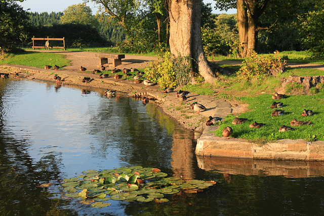 Fourteen Locks Canal Pond