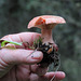 Fungus with orange flesh