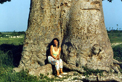 Baobab, Embondeiro, Adansonia digitata