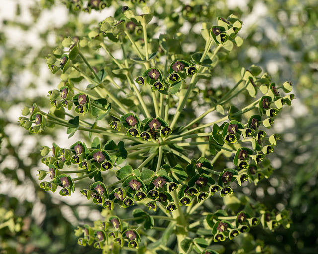 Euphorbia characias - 2015-04-20--D4 DSC0344