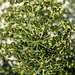 Euphorbia characias - 2015-04-20--D4 DSC0344