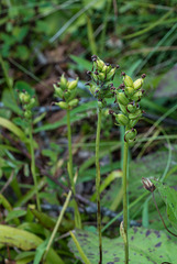 Gymnadeniopsis clavellata (Club-spur orchid) seed capsules