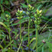 Gymnadeniopsis clavellata (Club-spur orchid) seed capsules