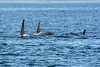 Alaska, Homer, Three Orcas in Kachemak Bay
