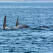 Alaska, Homer, Three Orcas in Kachemak Bay