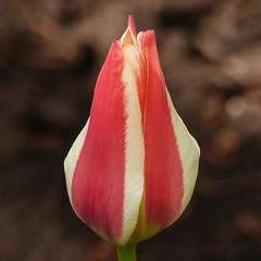 Candy-striped Tulip