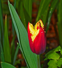 A budding tulip.
