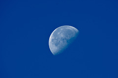 Blue Moon - Single Shot