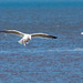 Gull in flight4