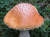 Highlight of my day - Fly agaric / Amanita muscaria - hallucinogenic/poisonous