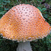 Highlight of my day - Fly agaric / Amanita muscaria - hallucinogenic/poisonous