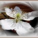 Rubus sectio Rubus Blüte. ©UdoSm