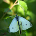 Small white butterflies ~ Klein koolwitjes (Pieris rapae) in Love ♥ ...