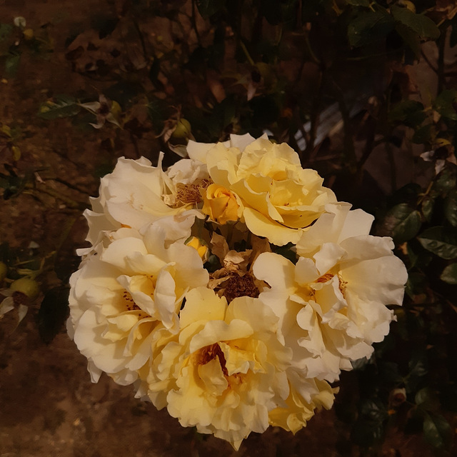 Un bouquet de roses (photo envoyée par un ami très cher, le 8 août 2020)