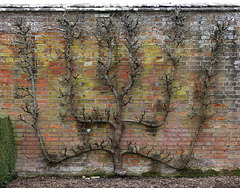 Wall-trained apple trees