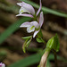 Triphora trianthophoros (Three-birds orchids)
