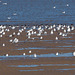 Gulls, Hoylake shore