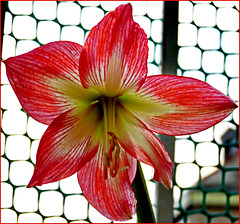 - HAPPY FENCE FRIDAY - 17.2.03 - Royal Red
