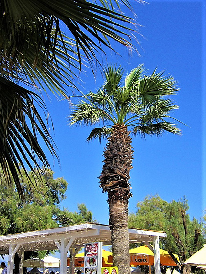 One of the hundreds of palm trees around