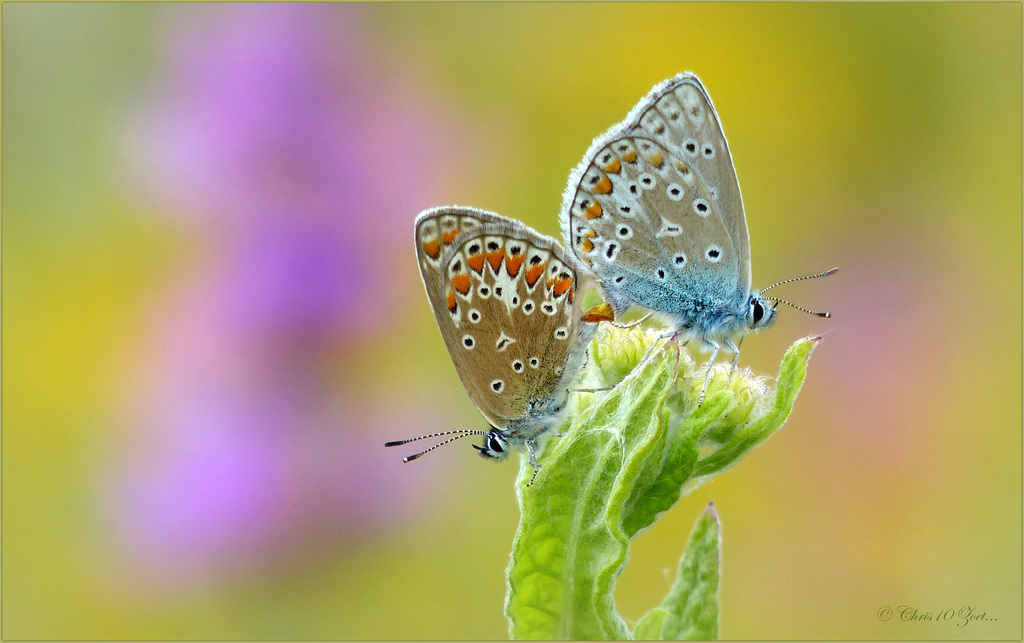 Mating Common blue...