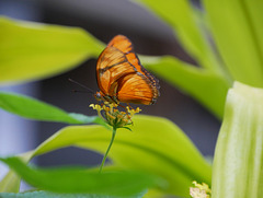 Butterfly in Franklin Park Conservatory and Botanical Garden, Columbus, Ohio