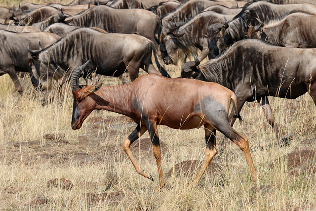 A topi among the wildebeest (Explored)