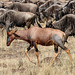 A topi among the wildebeest (Explored)