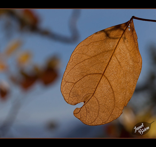12/366: Autumn Gold