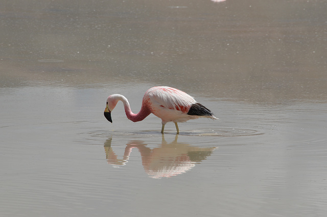 Bolivian Altiplano, Flamingo and Its Reflection in the Laguna Hedionda