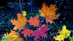 Herbstfärbung eines Ahornzweiges