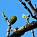 The fig fruit