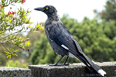 Henpecked Currawong
