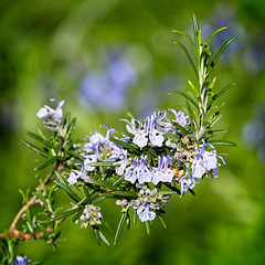 Herb Rosemary
