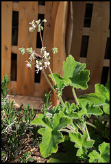 Pelargonium tomentosum