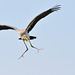 Juvenile tantale ibis