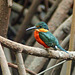 American Pygmy Kingfisher / Chloroceryle aenea, Caroni Swamp, Trinidad