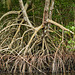 Mangroves at Caroni Swamp, Trinidad